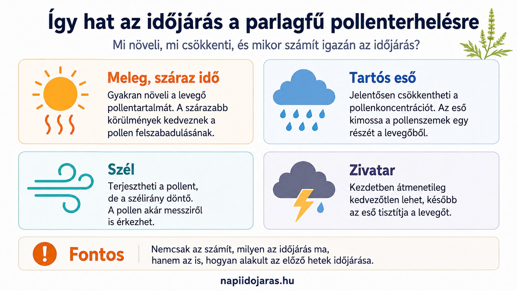 &Iacute;gy hat az időj&aacute;r&aacute;s a parlagfű pollenterhel&eacute;sre &ndash; meleg, eső, sz&eacute;l &eacute;s zivatar hat&aacute;sa